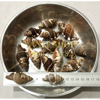 Vỏ ốc két đen 100gr