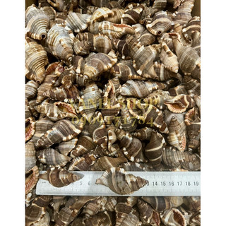 Vỏ ốc Két Đen 100gr