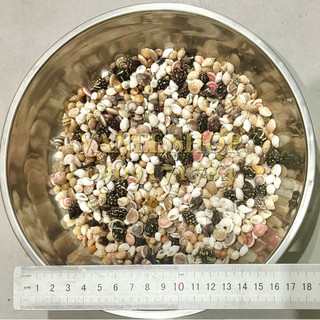 Vỏ ốc nhí mix dưới 2cm 100gr