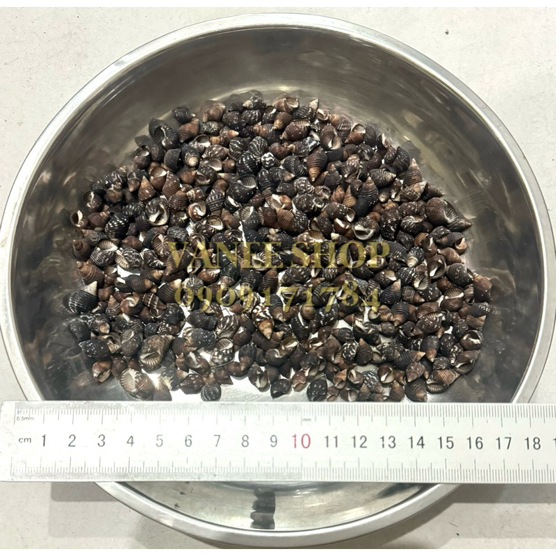 Vỏ ốc nhím đen ngắn 100gr