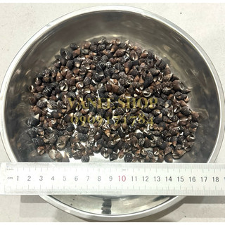 Vỏ ốc nhím đen ngắn 100gr