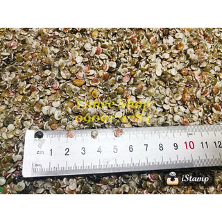 Vỏ ốc ruốc 100gr