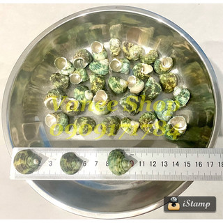 Vỏ ốc mặt trăng xanh 100gr