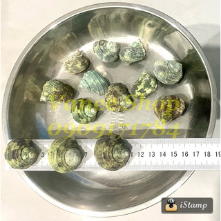 Vỏ ốc mặt trăng xanh 100gr
