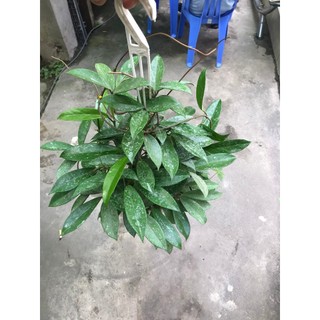 giò hoa lan cẩm cù đỏ size khủng gửi từ hà nội
