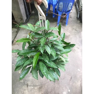 giò hoa lan cẩm cù đỏ size khủng gửi từ hà nội