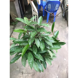 giò hoa lan cẩm cù đỏ size khủng gửi từ hà nội
