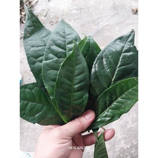 Lá chè xanh hà giang không lẫn cành, chè xanh sạch hà giang......