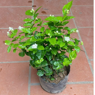 Cây hoa nhài ta - cây lài ta, cây cao 15-20cm, hoa nở quanh năm, thích hợp trang trí sân vườn, ban công