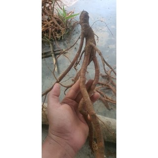 2kg rễ cây vú bò hay tên khác hoàng kỳ nam