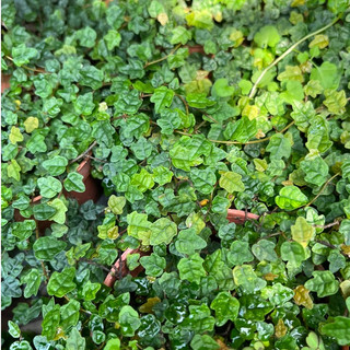 Cây vảy ốc lá phong, vảy ốc minima chuyên dùng tạo terrarium, tiểu cảnh, bồn thuỷ sinh