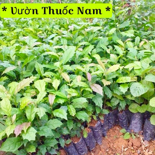 combo 5 cây xạ đen làm giống