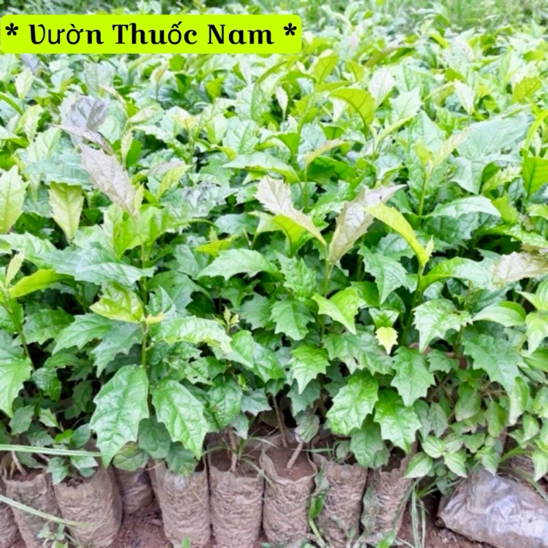 combo 5 cây xạ đen làm giống