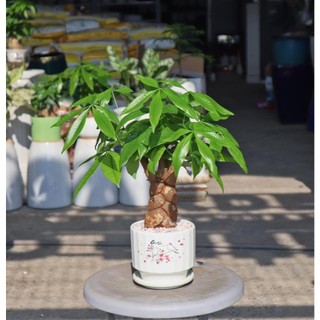 Kim Ngân Bím để bàn, Cây để bàn nhỏ