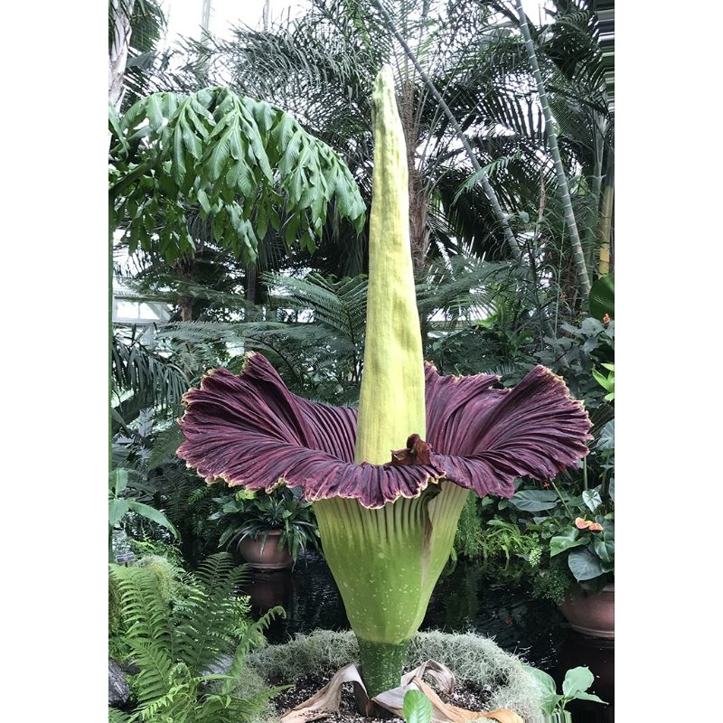 Củ giống Hoa xác thối (nưa thối)