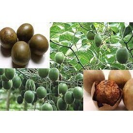 Cây giống quả la hán - cây nhu hinh cuối