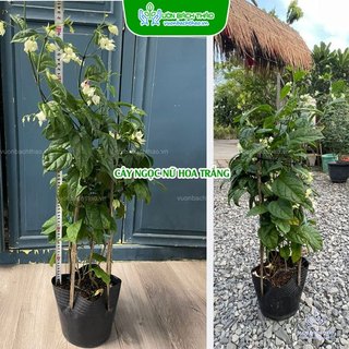 Cây hoa ngọc nữ, dây ngọc nữ leo giàn chịu nắng tốt