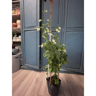 Dây hoa ngọc nữ trồng giàn