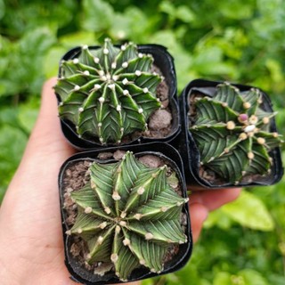 Sale 50%- xương rồng gym lb 1 chậu 5cm.