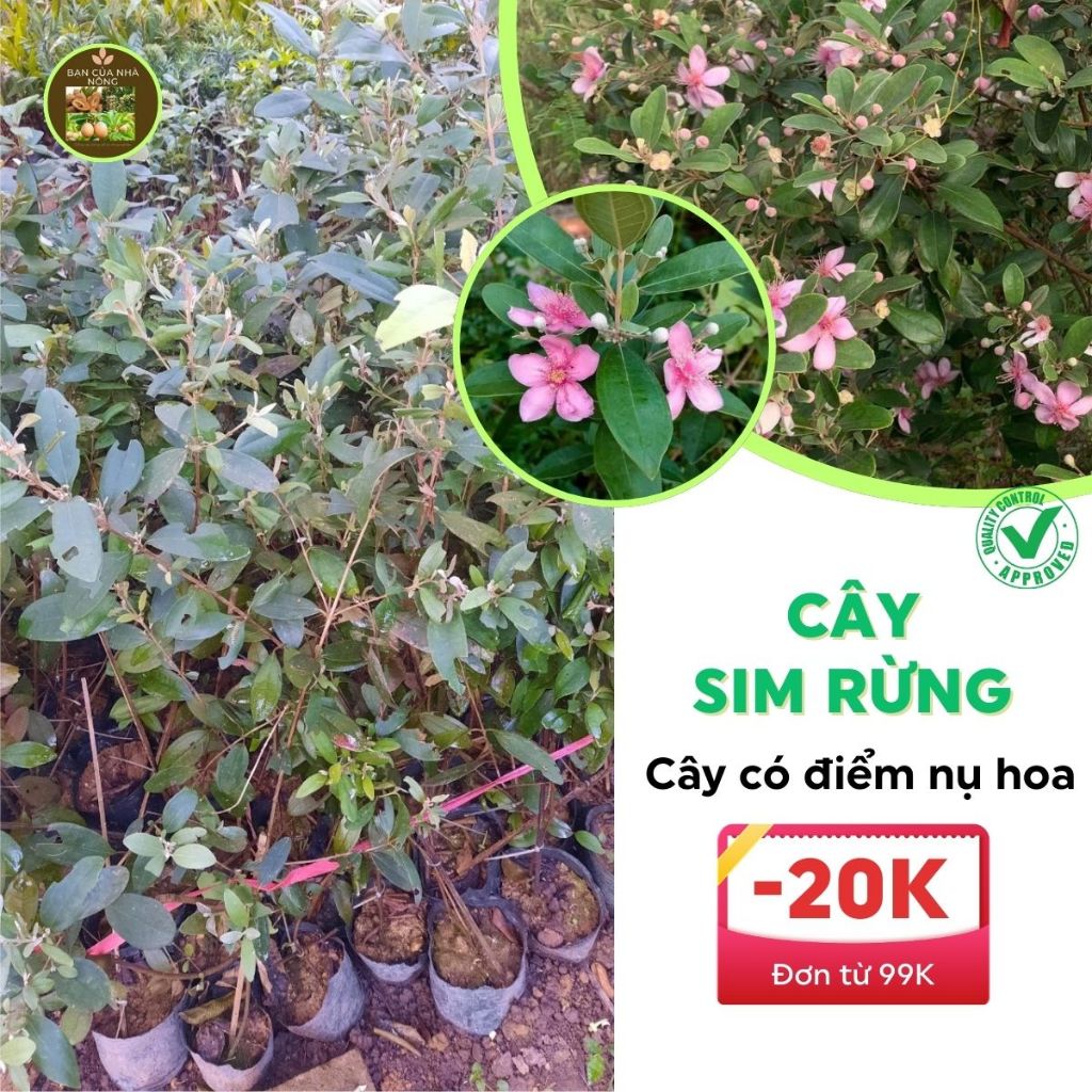 Cây sim rừng bầu bát cây to đẹp có điểm nụ hoa bầu rễ ổn định