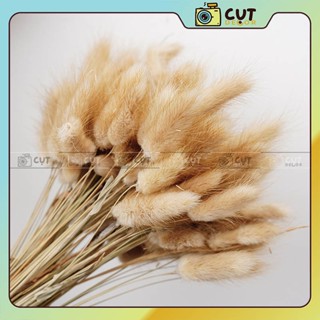 Cỏ Đuôi Thỏ, Cỏ Lau Trang Trí Chụp Ảnh, Cụt Decor Phụ Kiện Trang Trí Nhà Cửa, Phụ Kiện Chụp Ảnh