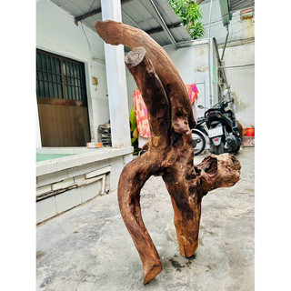 Gỗ lũa setup thuỷ sinh - decor tiểu cảnh - bao ship hcm