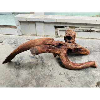 Gỗ lũa setup thuỷ sinh - decor tiểu cảnh - BAO SHIP HCM