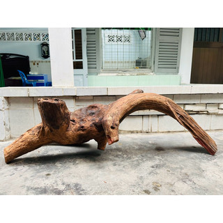 Gỗ lũa setup thuỷ sinh - decor tiểu cảnh - BAO SHIP HCM