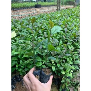 Combo 5 cây giống xạ đen hòa bình