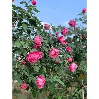 Gốc hoa hồng Leo pháp ( tặng kèm kích rễ)