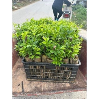Combo 5 cây mận chiết cành (cây trong bầu đất)