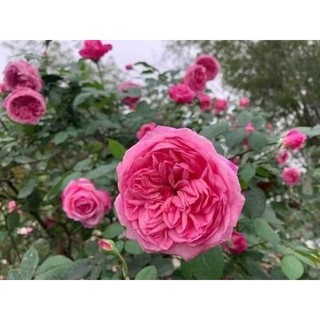 Gốc hoa hồng Leo pháp ( tặng kèm kích rễ)