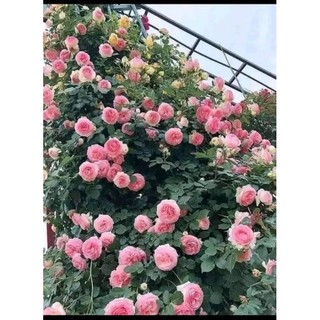 Gốc hoa hồng Leo pháp ( tặng kèm kích rễ)