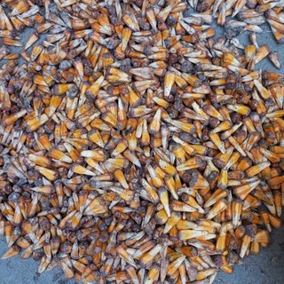 1kg dua rừng chín phơi khô