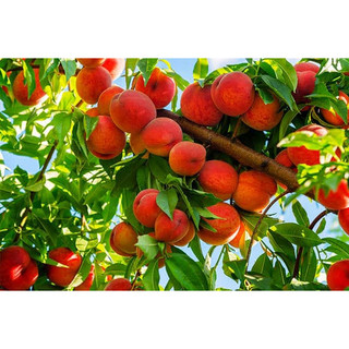 Cây giống đào tiên nhật bản