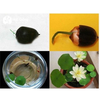 combo 10 hạt sen mini nhật