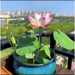 Combo 10 hạt sen mini nhật