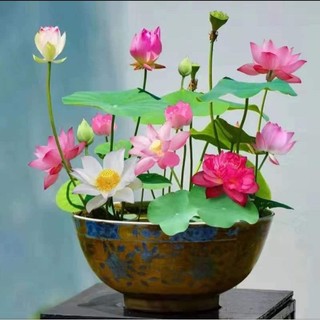 combo 10 hạt sen mini nhật