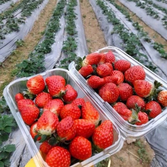 100 Hộp Đựng Trái cây có lỗ Thông hơi P350 A ( 350 gram )