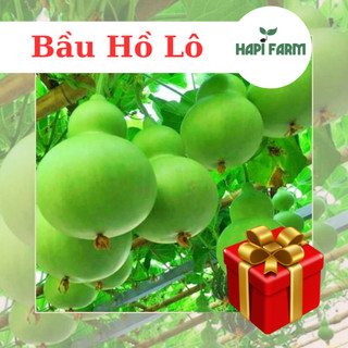 Hạt giống bầu hồ lô f1 ~ 1gr