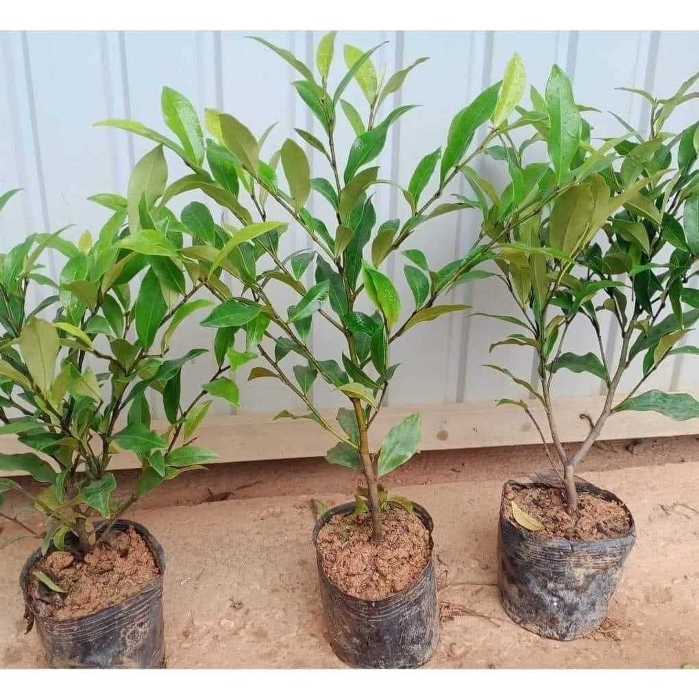 GIỐNG HOA LAN TIÊU HƯƠNG THƠM NGÀO NGẠT ( cây bầu bát  cao 50-60cm )