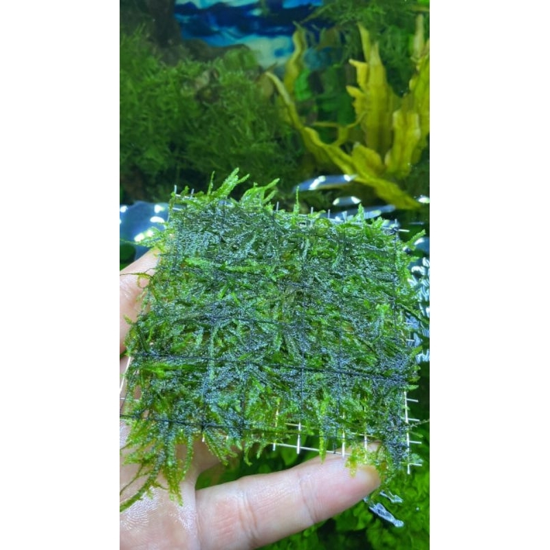 rêu mini taiwan ( rêu mới vào vĩ )