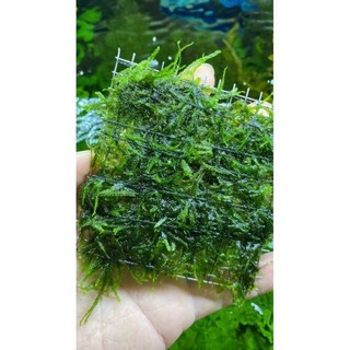 rêu mini taiwan ( rêu mới vào vĩ )
