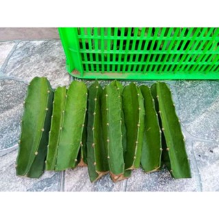 XƯƠNG RỒNG BA CẠNH THÁI SIZE 15CM GIÁ 7K 1 Cây