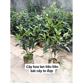 GIỐNG HOA LAN TIÊU HƯƠNG THƠM NGÀO NGẠT ( cây bầu bát  cao 50-60cm )
