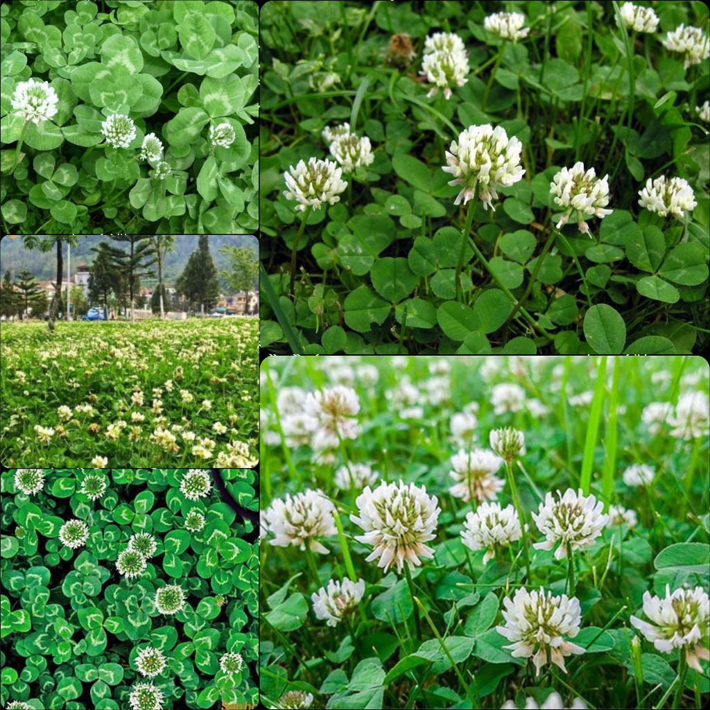 HẠT GIỐNG CỎ BA LÁ MAY MẮN - GÓI 200 HẠT