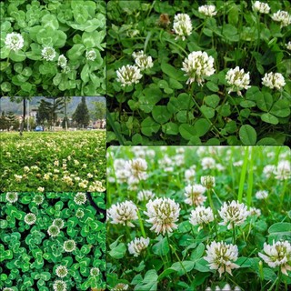 Hạt giống cỏ ba lá may mắn - gói 200 hạt