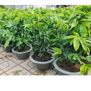 Mai giảo thủ đức 2 mùa cây đẹp