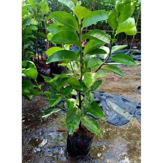 Cây Giống Chanh Không Hạt