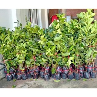 Cây Giống Chanh Không Hạt
